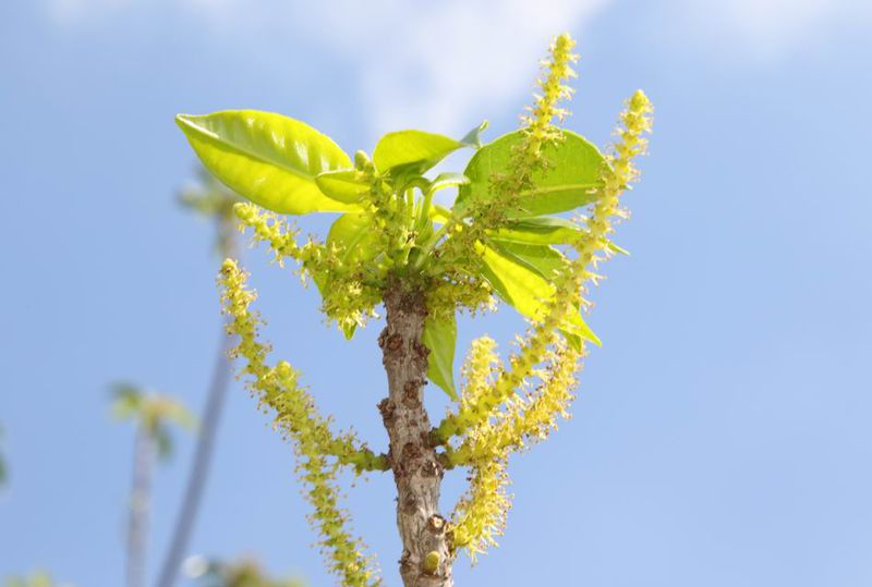 檔案:土沉香-雄花01.jpg