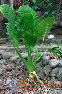 姑婆芋全株