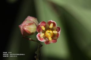 樹薯-花05.jpg