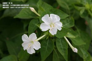 紫茉莉-白花0.jpg