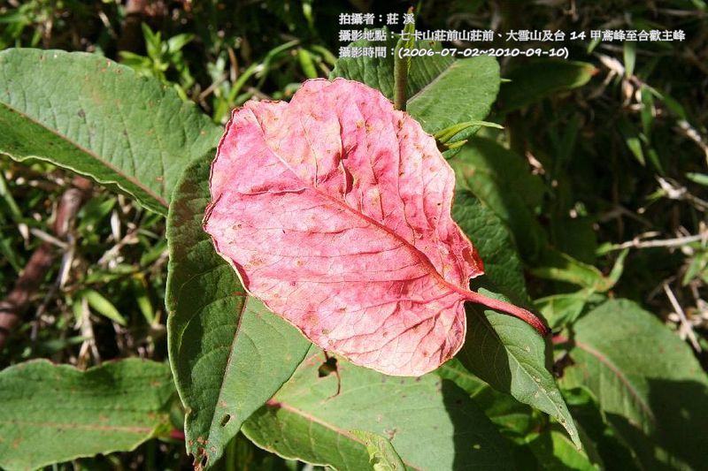 檔案:虎杖-紅葉.jpg