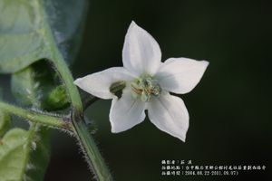 辣椒-花04.JPG